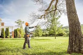 How Our Tree Care Process Works  in  Lakeside, OR